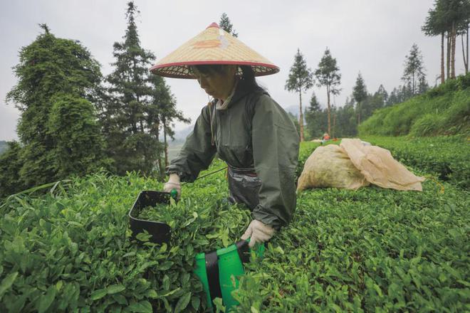 跨省采茶女工刷屏：只要不嫌我老，明年还来