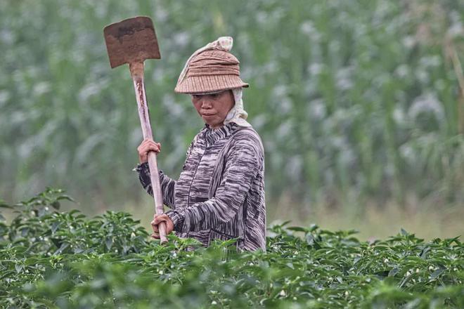 跨省采茶女工刷屏：只要不嫌我老，明年还来