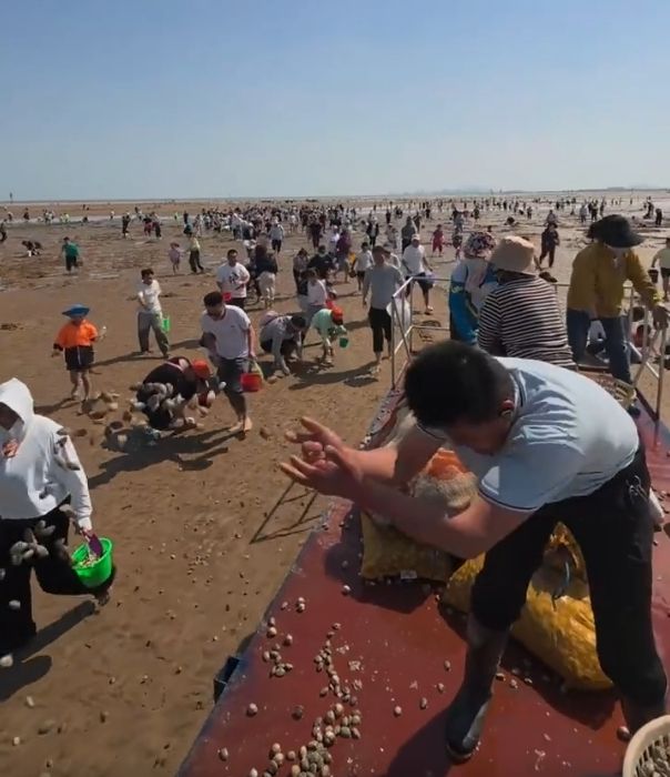 都不白来！山东一景区给赶海游客撒蛤蜊