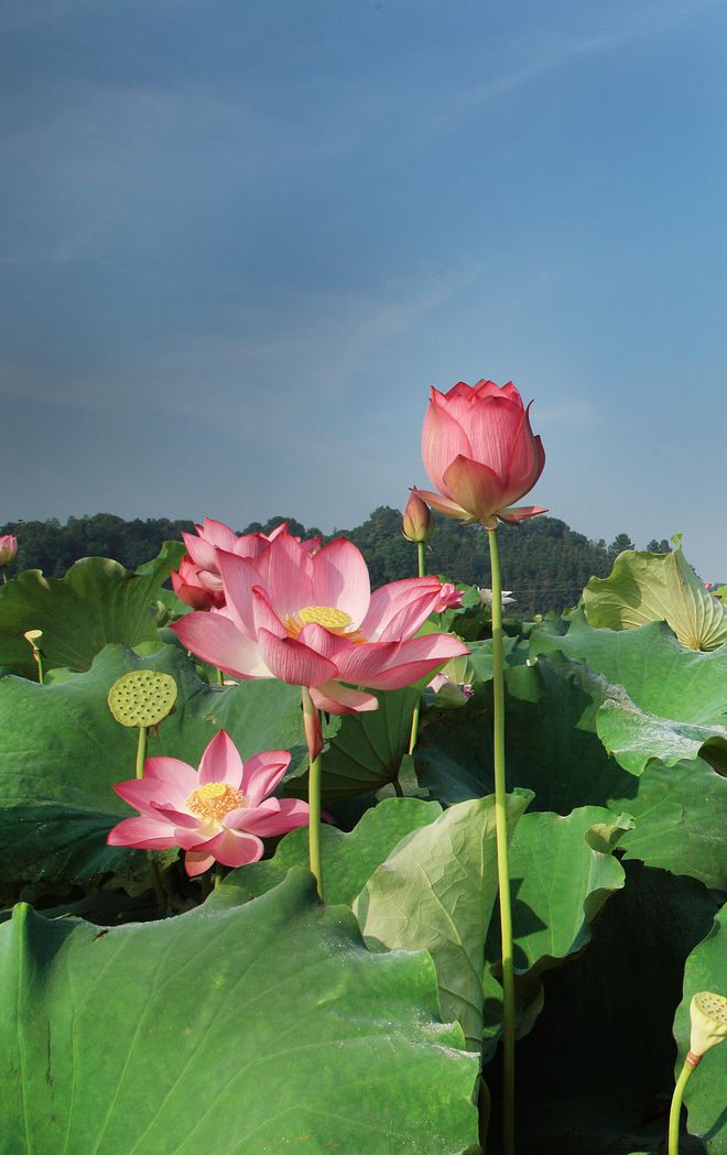 湘菜席卷全国，这座湖南城市功不可没