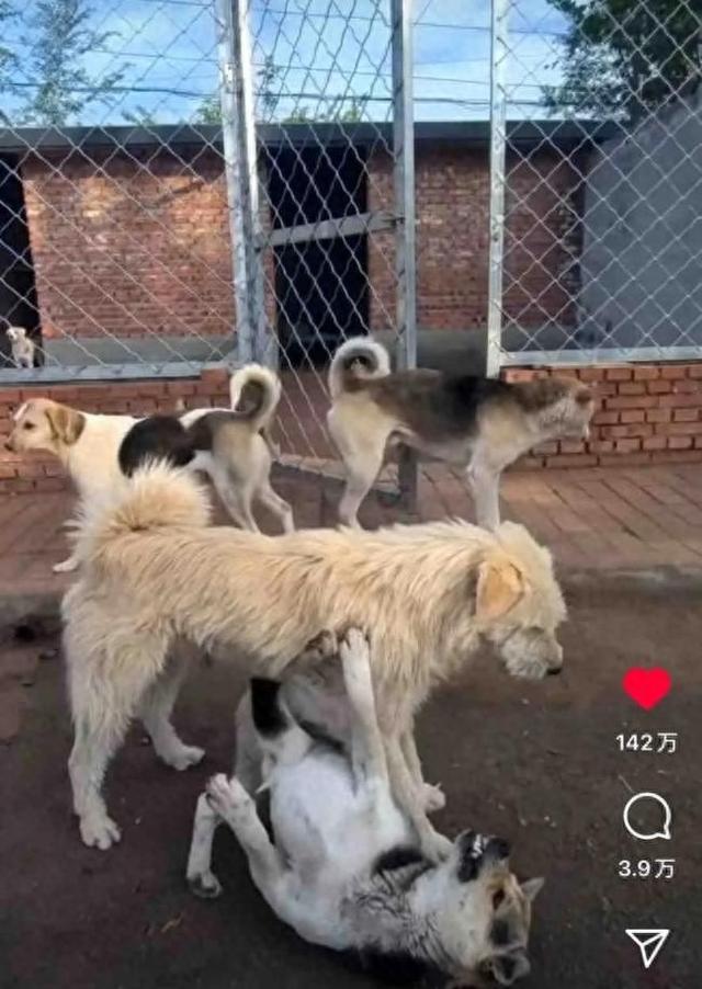 长毛狗震慑群犬外网封神，被称为中国狗王，真实身份令人意外