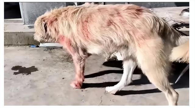 长毛狗震慑群犬外网封神，被称为中国狗王，真实身份令人意外