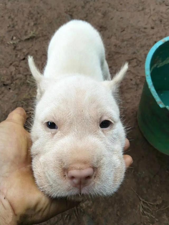 长毛狗震慑群犬外网封神，被称为中国狗王，真实身份令人意外