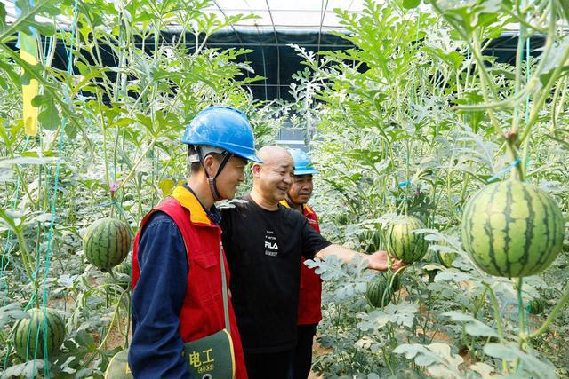国网修武县供电公司：电力可靠服务优   果蔬色香又味美