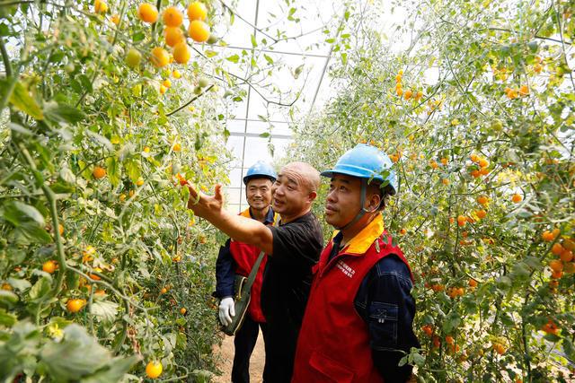 国网修武县供电公司：电力可靠服务优   果蔬色香又味美