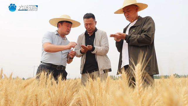 战三夏 保丰收丨卫辉：科技赋能 “丘陵地”变“种子田”