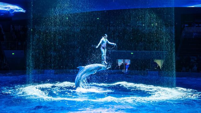 郑州海昌海洋公园月薪三万招募“首席摸鱼官”！