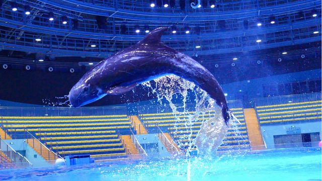 郑州海昌海洋公园月薪三万招募“首席摸鱼官”！