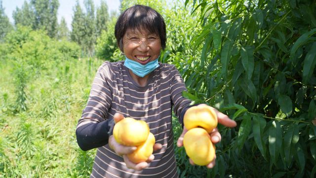 范县辛庄镇：桃药共生 结出甜蜜经济果