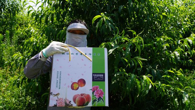范县辛庄镇：桃药共生 结出甜蜜经济果