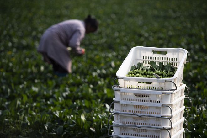 一顿早茶干掉1斤肉，这座西北城市太硬核了