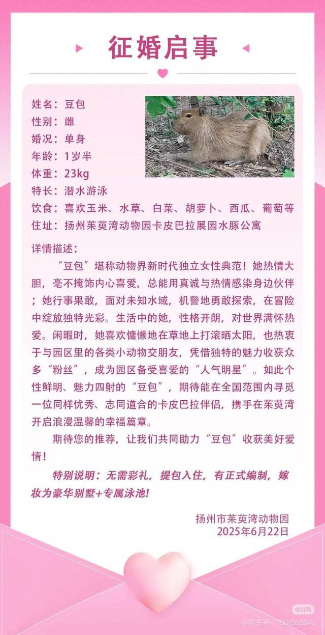 网红“豆包”全国征婚：无需彩礼有编制，嫁妆为“豪华别墅”