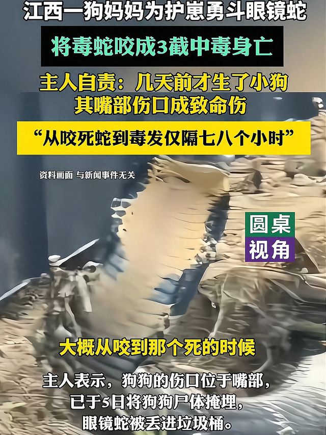 英雄狗妈为护崽撕咬毒蛇成三段，中毒后撑到喂饱孩子才倒下
