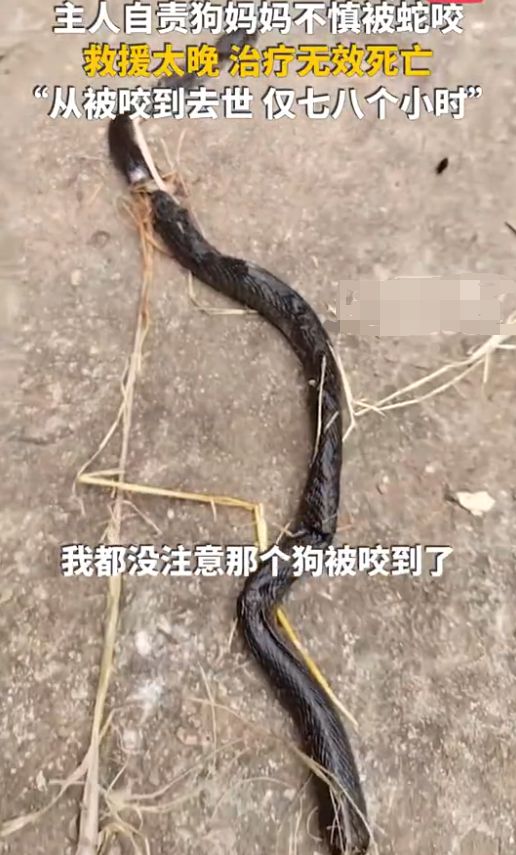英雄狗妈为护崽撕咬毒蛇成三段，中毒后撑到喂饱孩子才倒下