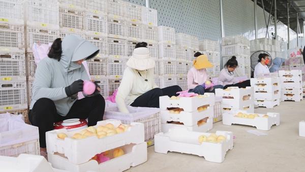 潢川县：“甜蜜”产业  “桃”出乡村振兴金路子