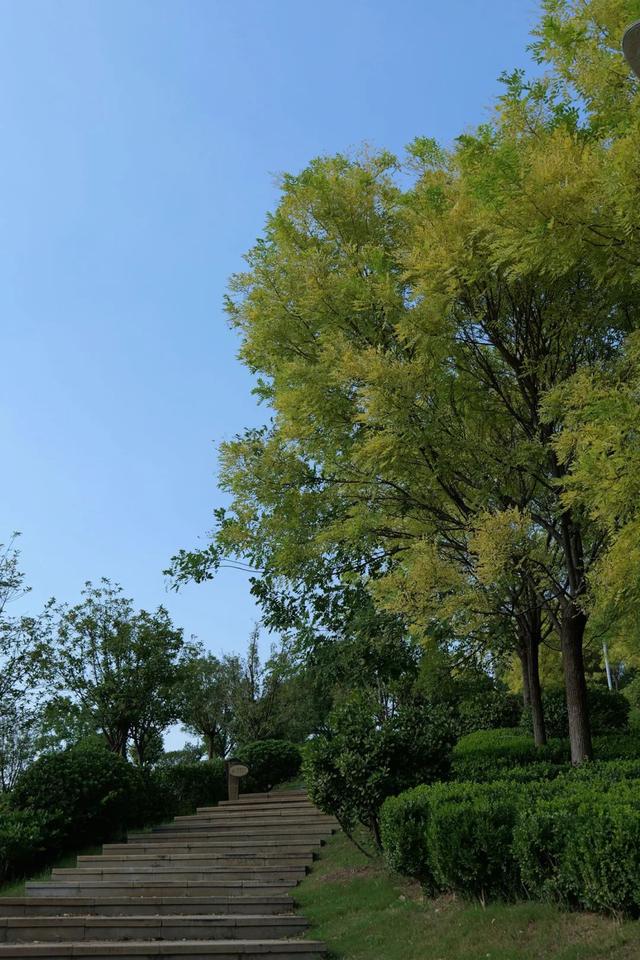 郑州市森林公园： “龙湖”“凤山”绘锦绣