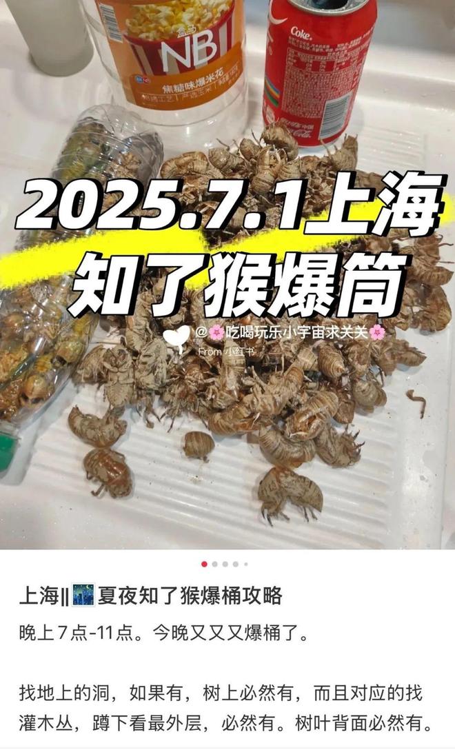 180元/斤的知了猴，快被山东人薅没了