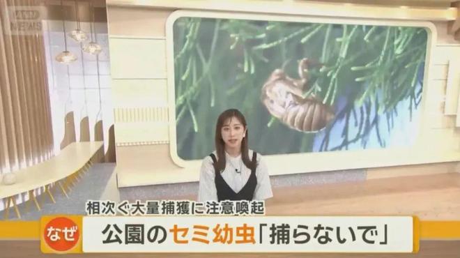 180元/斤的知了猴，快被山东人薅没了