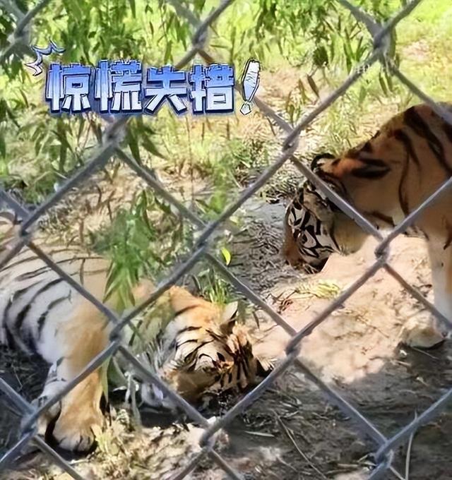 老虎蹑手蹑脚吓同伴被游客拍下，网友：这门票花得值