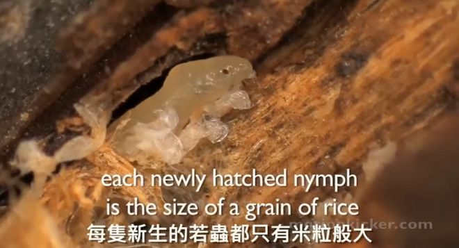 180元/斤的知了猴，快被山东人薅没了