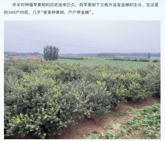 180元/斤的知了猴，快被山东人薅没了