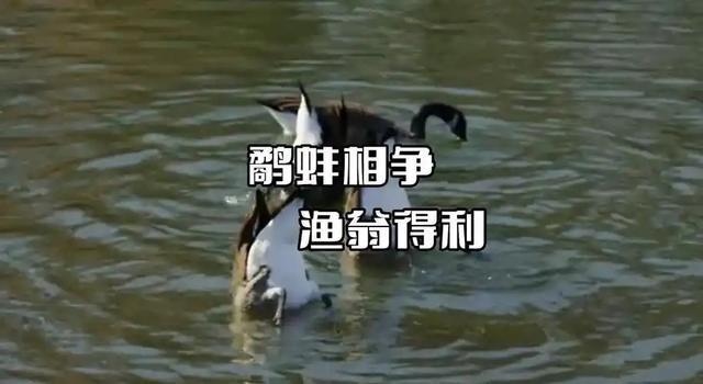现实版 “鹬蚌相争”，“渔翁” 这次却没按套路出牌