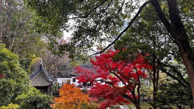 上海最冷门的赏秋景点，能省一大笔“沪币”