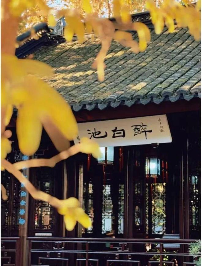 上海最冷门的赏秋景点，能省一大笔“沪币”