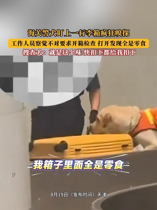 警犬盯上行李箱疯狂嗅探开箱竟全是零食，是馋了还是另有原因？