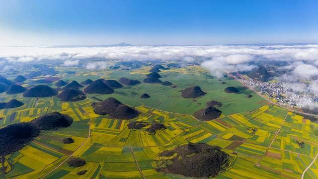 中国加拿大油菜籽贸易生变，澳大利亚成功“接班”