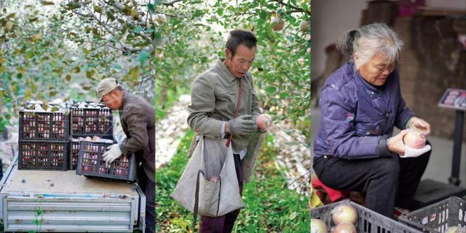 年轻人辞职回村卖水果，比打工开心